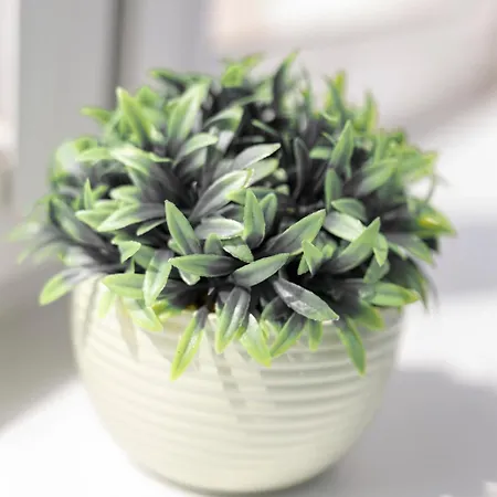 Golden - Monopol * Wroclaw